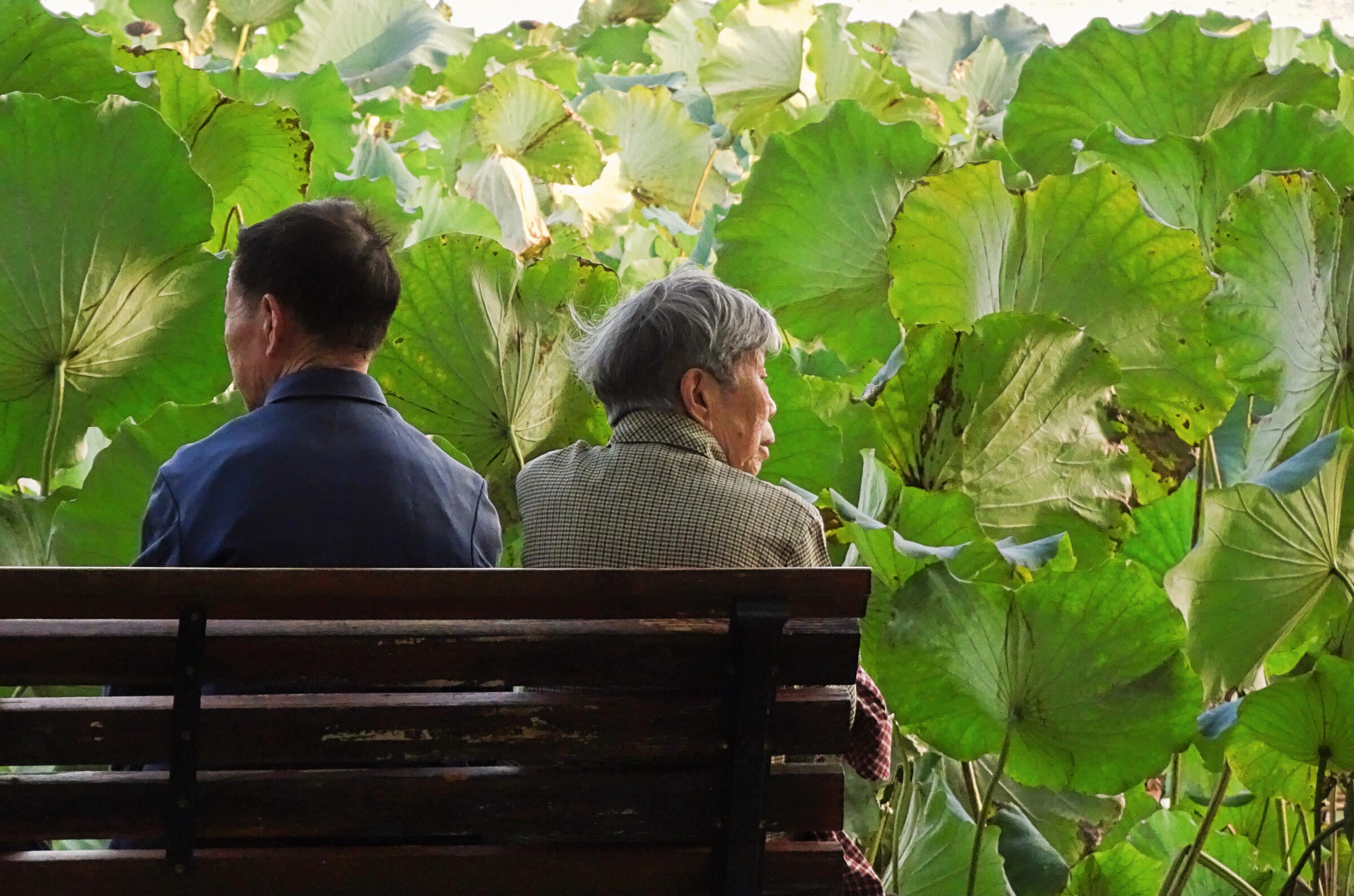 Untitled lotus leaves china